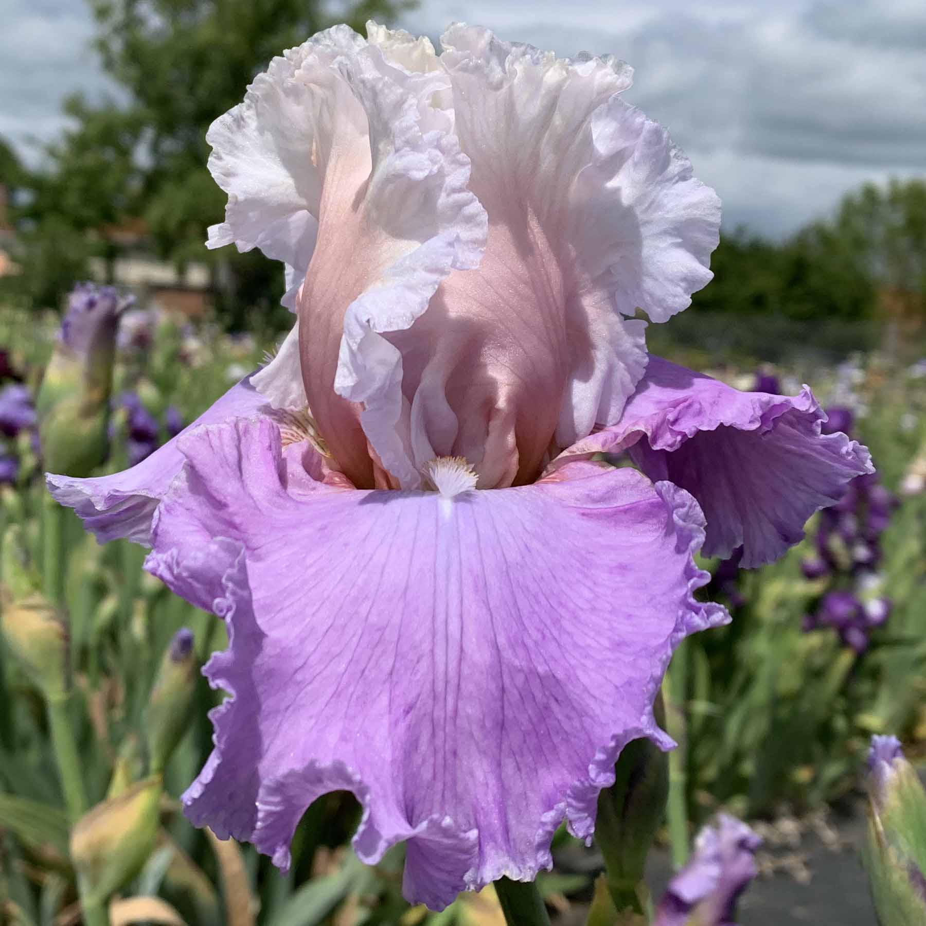 DRESSED TO IMPRESS.jpg